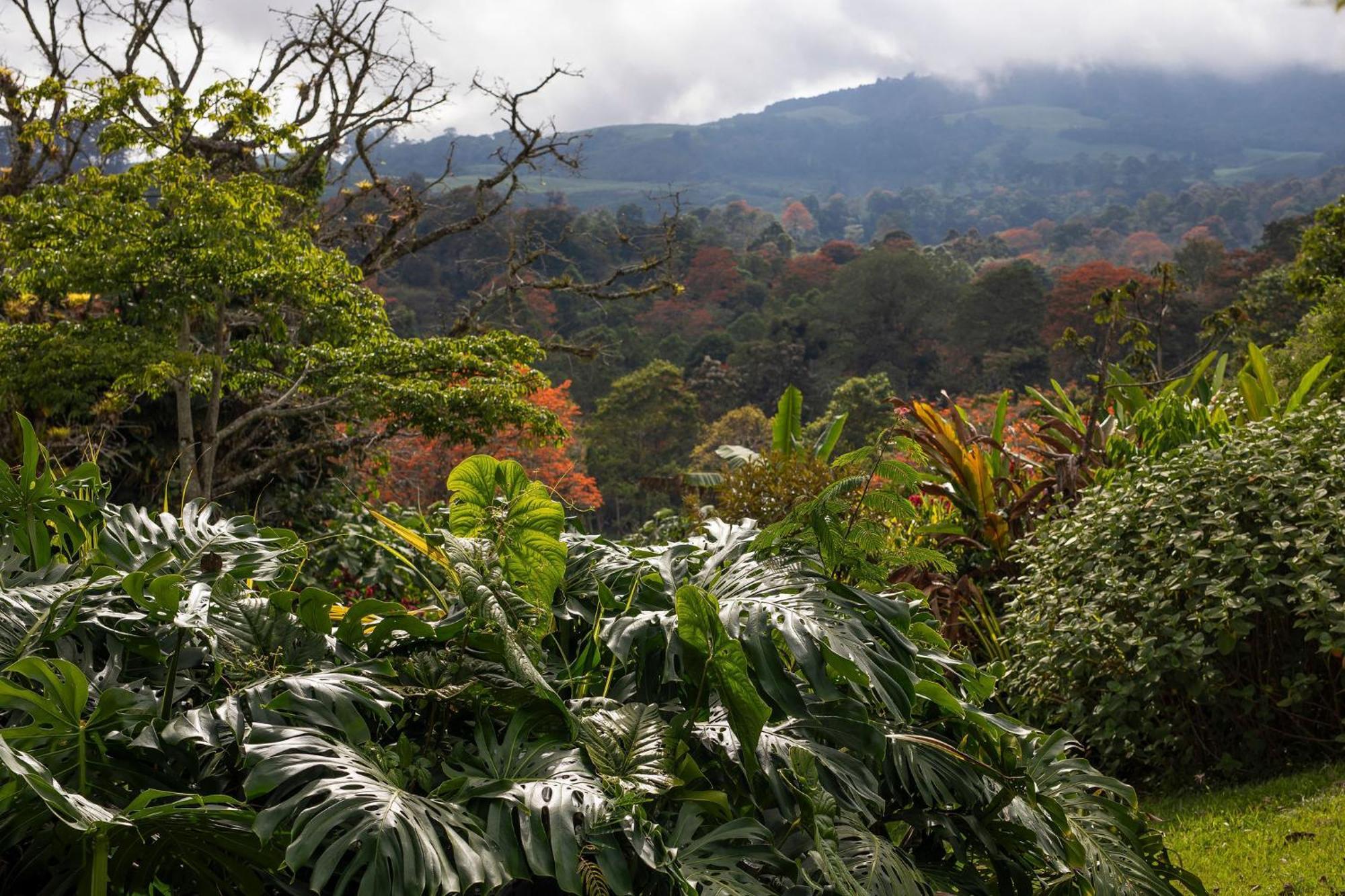 Aquiares Coffee Farm Casa Hacienda La Esperanza Bed & Breakfast Туриалба Екстериор снимка