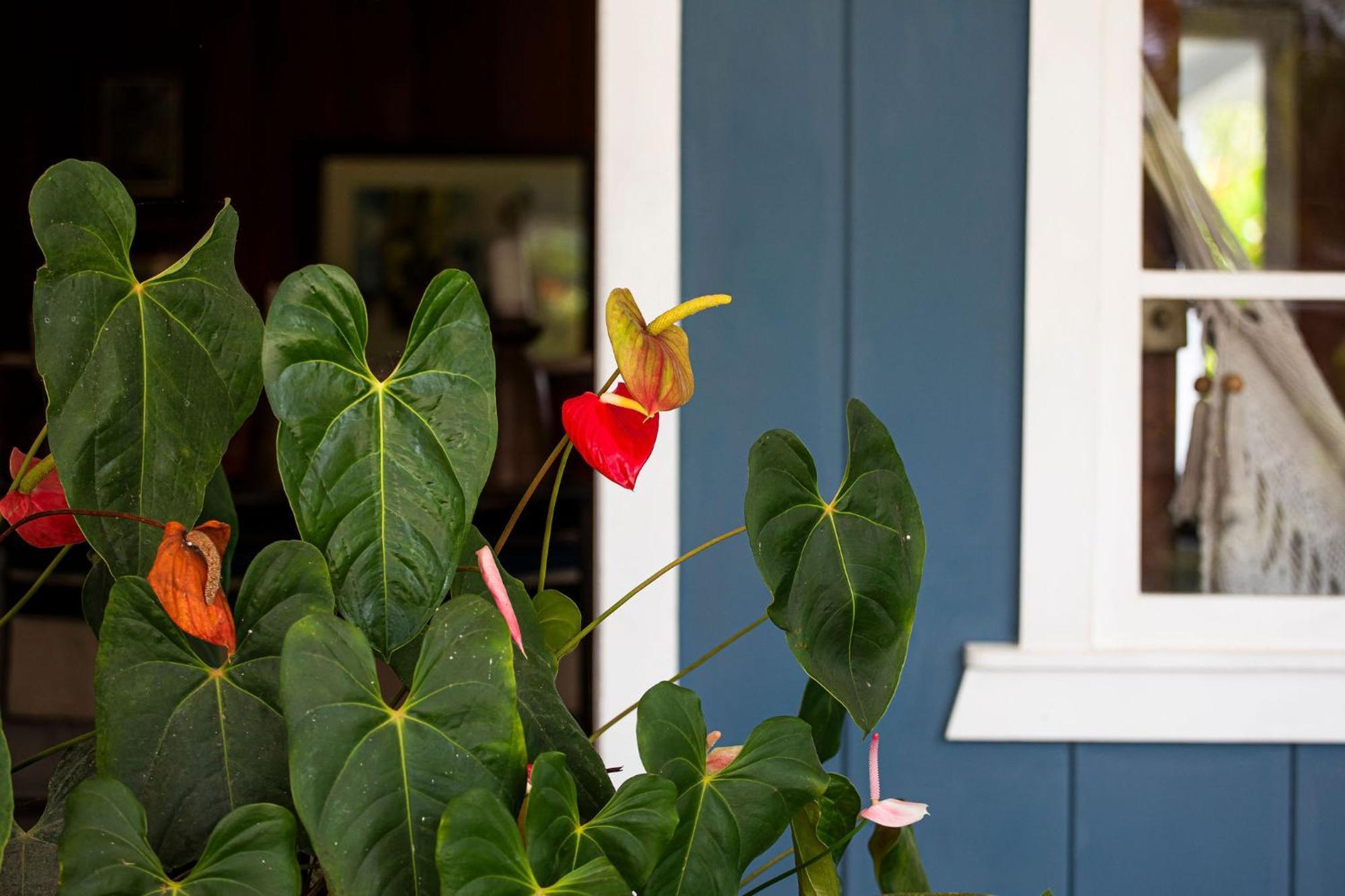 Aquiares Coffee Farm Casa Hacienda La Esperanza Bed & Breakfast Туриалба Екстериор снимка